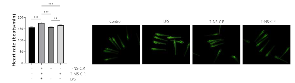 Tetraselmis sp. Carotenoid 추출물의 Zebrafish에서 심박수 및 NO생성량