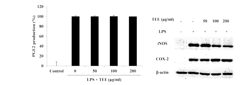 Tetraselmis sp. 70%주정추출물의 RAW264.7세포에서의 PGE2, iNOS, COX-2 발현