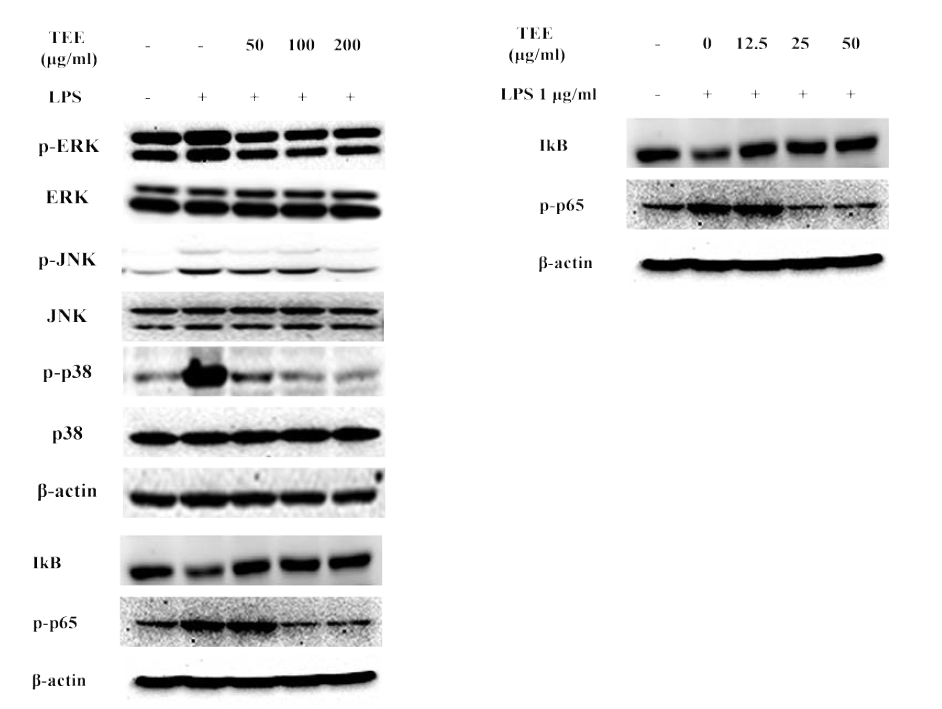 Tetraselmis sp. 70%주정추출물의 RAW264.7세포에서 MAPKs,NF-kB 작용기전