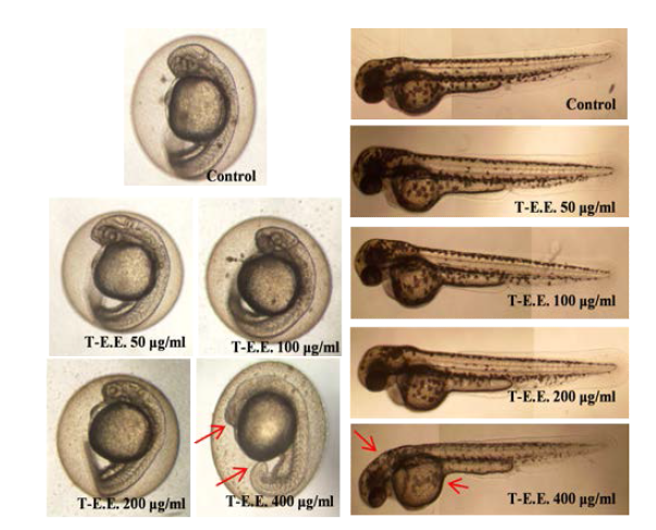Tetraselmis sp. 70%주정추출물의 제브라피쉬에서 형태학적 관찰