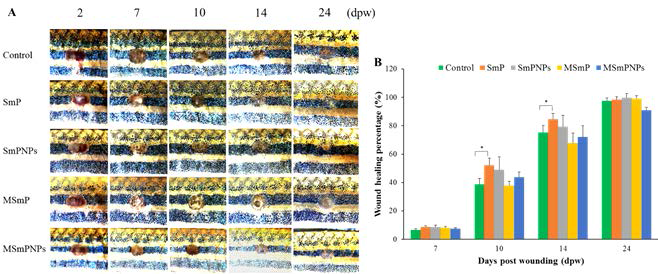 SmP, SmPNPs, MSmP, MSmPNPs의 창상치유효과. (A) 창상치유과정을 나타낸 그림 (B) 7, 10, 14, 24 days per wounding (dpw)의 Wound healing percentage (WHP), WHP는 2 dpw 시의 창상의 크기에 기초하여 계산함. 오차막대는 표준편차를 나타내며 ± S.D. (n=8)
