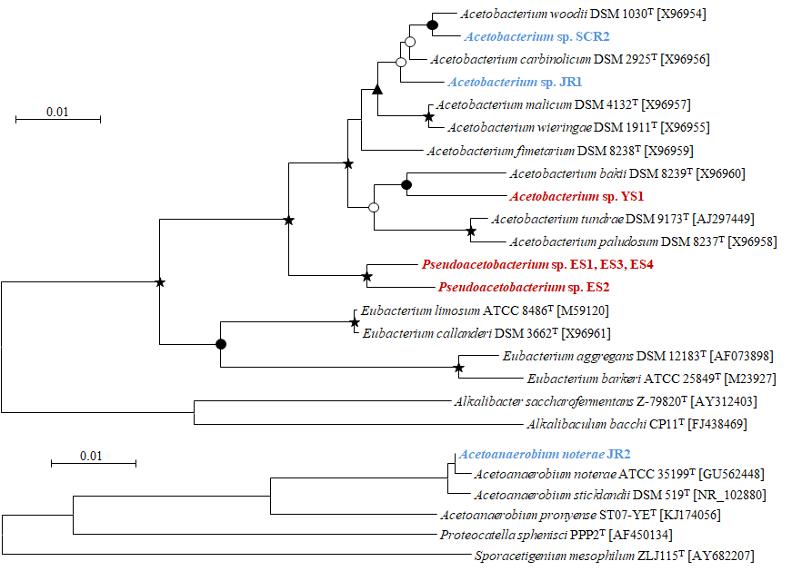 확보한 화학무기독립영양 acetogen의 계통분류학적 분석