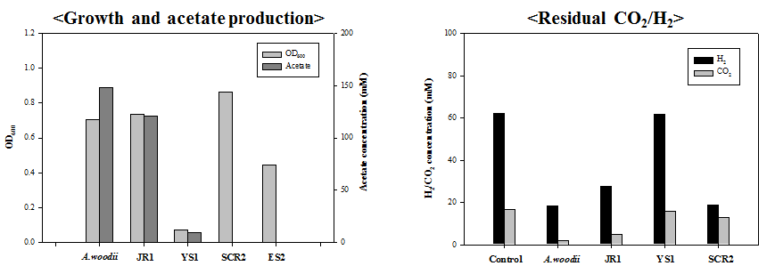 ES2, YS1, JR1, SCR2 및 표준균주 A. woodii의 0.1 g/l YE 조건에서 성장 및 대사산물 분석
