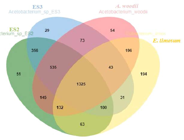 ES2, ES3, A. woodii 및 E. limosum의 shared and unique gene 분석