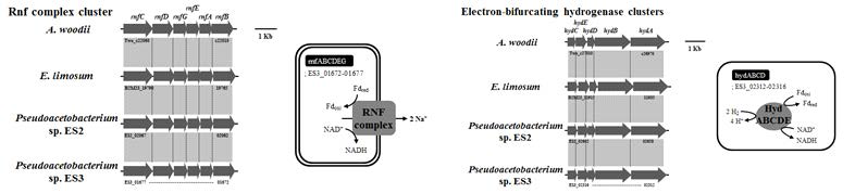 ES2, ES3, A. woodii 및 E. limosum의 RNF complex 및 electron-bifurcating hydrogenase complex cluster의 비교 분석