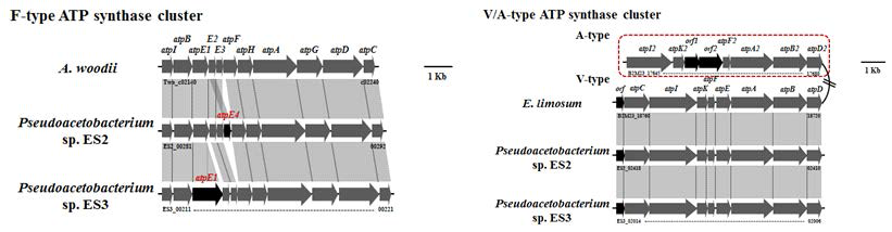 ES2, ES3, A. woodii 및 E. limosum의 ATP synthase cluster 비교 분석