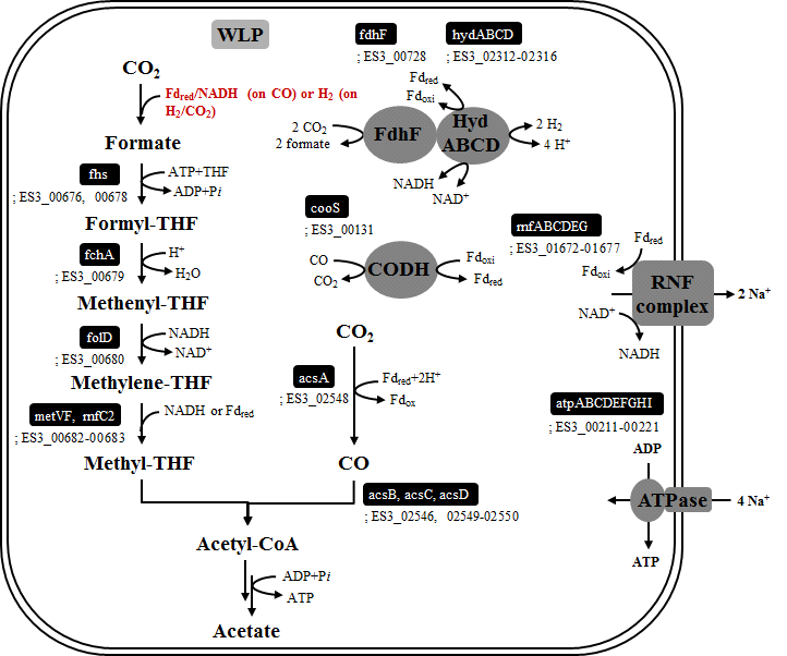 ES2와 ES3의 예측되는 energy conservation system