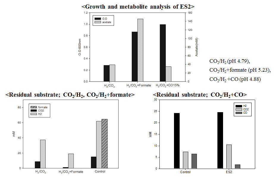 다양한 C1 기질 조합(CO2/H2, CO2/H2+CO, CO2/H2+formate)에서 ES2의 성장 및 acetate 생산성