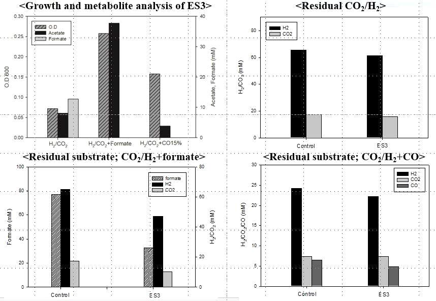 다양한 C1 compounds 조합(CO2/H2, CO2/H2+CO, CO2/H2+formate)에서 ES3의 성장 및 acetate 생산성