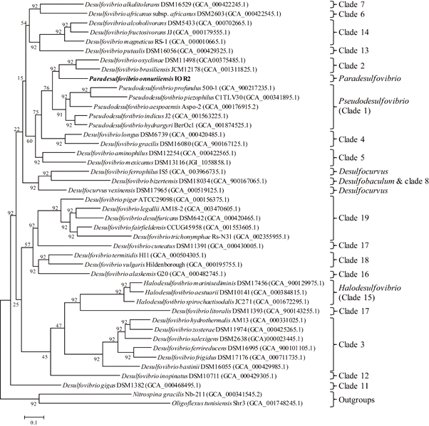 IOR2를 포함한 Desulfovibrionaceae 균주들의 유전체 기반 계통도. 이 중 상당수의 clade는 Waite 등 (2020)에 의해 새로운 속으로 정립되었으며 속 이름의 충돌을 피해 IOR2에 부여하였던 Paradesulfovibrio는 Salidesulfovibrio로 재명명하고 Desulfovibrio alkalitolerans의 속명을 Alkalidesulfovibrio로 명명함