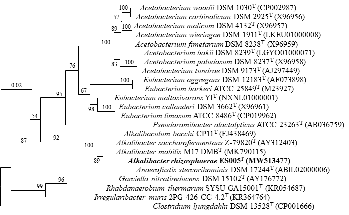 Alkalibacter sp. ES005 strain의 계통분류학적 위치