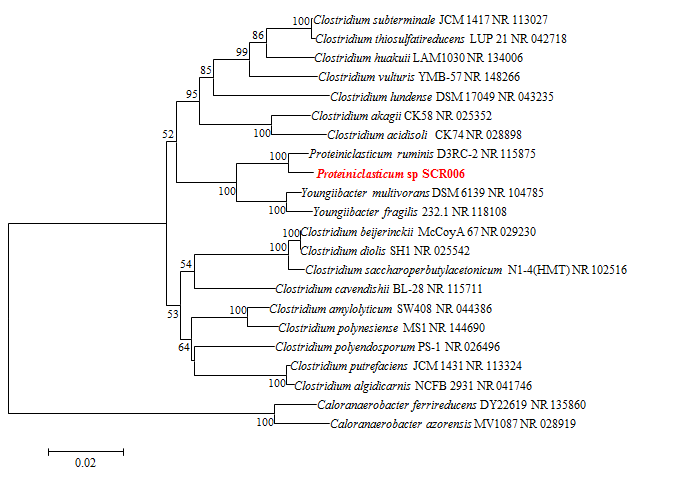Proteiniclasticum sp. SCR006 strain의 계통분류학적 위치