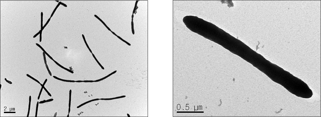 MEBiC14396 strain의 현미경을 관찰을 통한 형태학적 분석