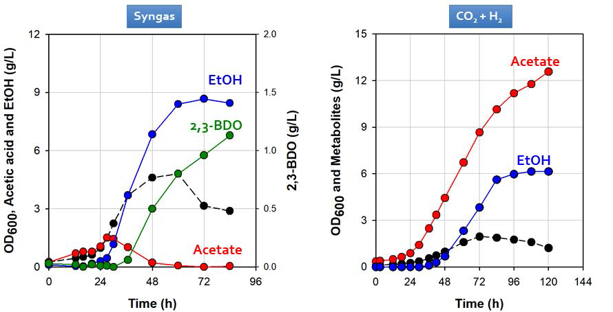 Yeast extract 증량(2 g/L) 조건에서 Clostridium sp. AWRP의 가스 전환 배양 결과. (좌) Syngas (우) CO2 + H2