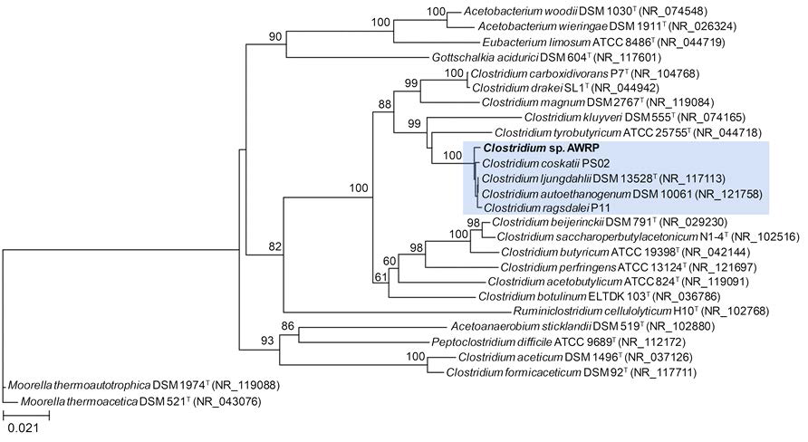16s rRNA 기반 AWRP 균주의 계통학적 위치