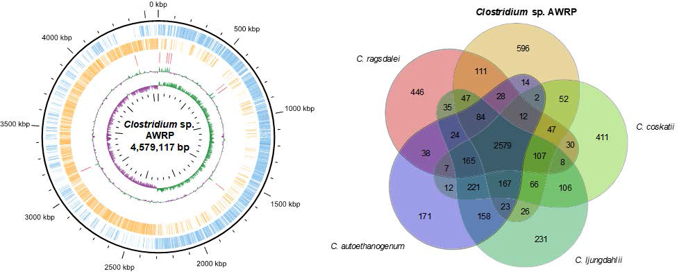 Clostridium sp. AWRP의 최종 유전체 지도(좌) 및 근연종과의 유전자 orthology 분석 (우)