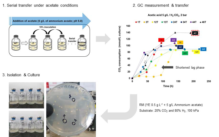 Clostridium sp. AWRP의 적응 진화를 통한 아세트산 내성 균주 분리 과정