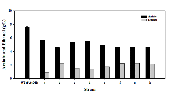 5 g/L 아세트산 첨가 배지에서 Clostridium sp. AWRP 야생형과 아세트산 내성 변이주의 대사 산물 분석