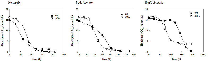 아세트산 농도에 따른 야생형 Clostridium sp. AWRP와 46T-a 변이주의 가스 소모 비교