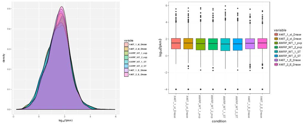 Clostridium sp. AWRP 야생형 및 46T-a 개량 변이주의 Transcriptome Mapping quality 분석. (좌) 각 샘플의 유전자 FPKM 분포 (우) Box Plot 분석
