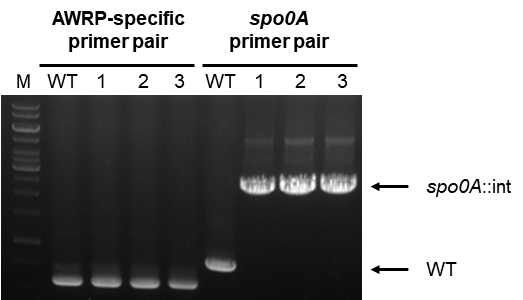 Clostridium sp. AWRP에서의 spo0A 유전자 결손 확인