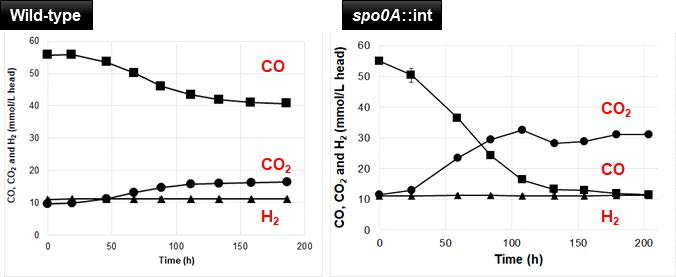 Clostridium sp. AWRP 야생형(좌)과 spo0A 결손주(우)의 가스 전환 프로필