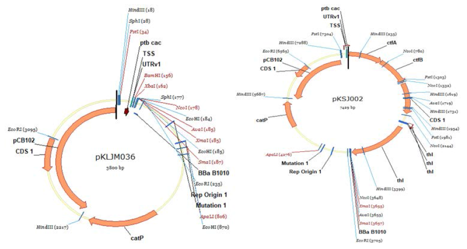Clostridium sp. AWRP의 발현 플라스미드 pKLJM036 (좌)와 여기에 thl, ctfAB, adc 유전자가 삽입된 발현벡터 pKSJ002(우)의 모식도