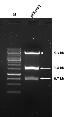 Clostridium acetobutylicum ATCC 824의 thl, ctfAB, adc 유전자가 삽입된 pKSJ002 플라스미 드를 pstI 효소로 cut하여 사이즈를 확인한 결과