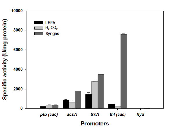 Clostridium sp. AWRP 의 native promoter (acsA, trxA, hyd) 및 Clostridium acetobutylicum의 ptb, thl promoter에 대한 β-galactosidase reporter assay 결과
