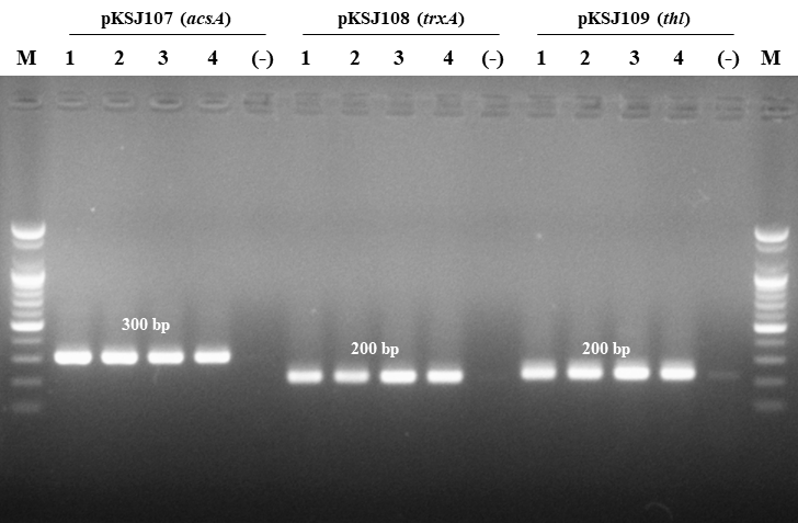 pKSJ106 플라스미드에 Ligation으로 각각의 프로모터 (acsA, trxA, thl)로 치환한 플라스미드를 E. coli DH5α에 도입한 후, colony pcr을 통해 프로모터 삽입 여부를 확인한 결과