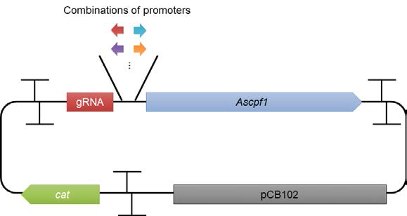 Clostridium sp. AWRP의 유전체 편집을 위한 CRISPR/Cas12 발현 벡터의 제작