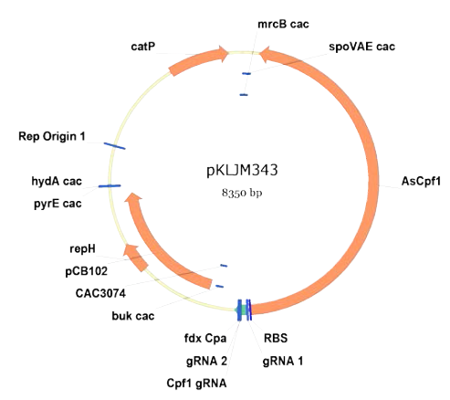 Cas12 기반 유전체 편집용 backbone 플라스미드 pKLJM343