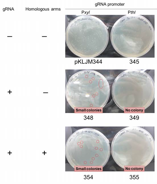 Clostridium sp. AWRP에 Cas12 유전체 편집 plasmid의 형질 전환 결과