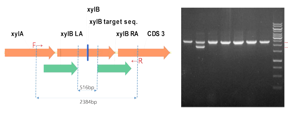 Clostridium sp. AWRP의 xylB 유전자 모식도(좌), pKLJM354 형질전환 후 1차 colony PCR 결과 (우)