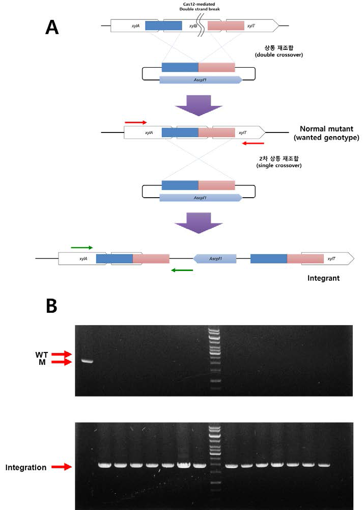 pKLJM354 형질전환 AWRP 균주의 2차 PCR 확인. (A) CRISPR/Cas12에 의한 절단 및 상동 재조합에 의한 mutant 생성 과정 (B) 정상 mutant와 유전체 편집 후 vector가 삽입된 변이주의 확인 결과