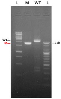xylB 결손주 및 야생형의 PCR 최종 확인 결과