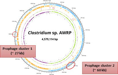 Clostridium sp. AWRP 유전체 내 예측되는 Prophage 클러스터