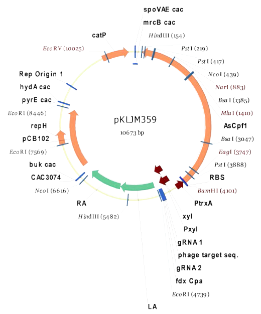 Prophage 1 결손 유전체 편집 Plasmid pKLJM359