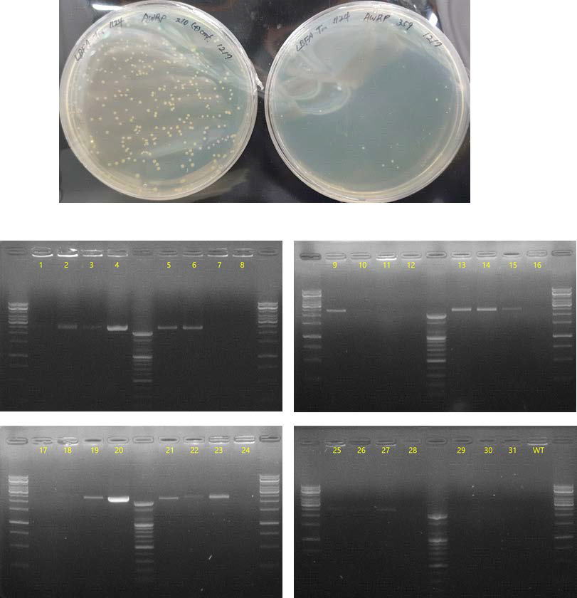 대조군 공벡터 pKLJM210과 유전체 편집 벡터 pKLJM359의 형질전환 결과(위) 및 Prophage 클러스터 1의 1차 결손 확인(아래)