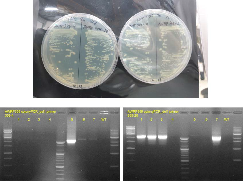 pKLJM359의 형질전환주의 Xylose gRNA induction 결과(위) 및 Prophage 클러스터 1의 2차 결손 확인(아래)