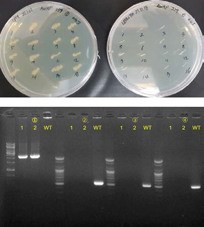 pKLJM359의 형질전환주의 Xylose gRNA induction 결과(위) 및 Prophage 클러스터 1의 2차 결손 확인(아래)