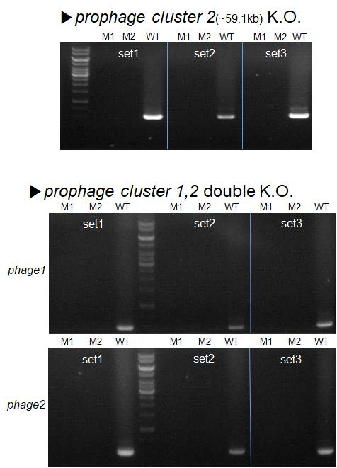 Prophage 클러스터 2의 단일 결손주(위) 및 이중 결손주 제작(아래)