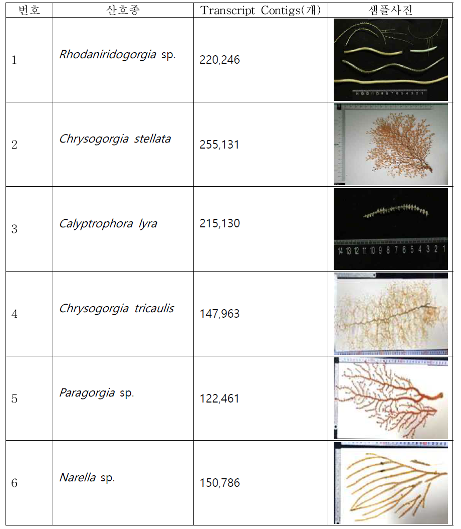 Transcriptome 분석을 시행한 심해 산호 6종의 전사체 정보 목록