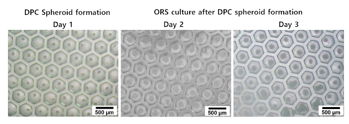 DPC cell과 ORS cell co-culture 재현