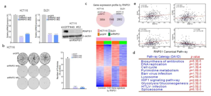 shRNPS1에 따른 세포성장 억제 및 Gene expression 확인