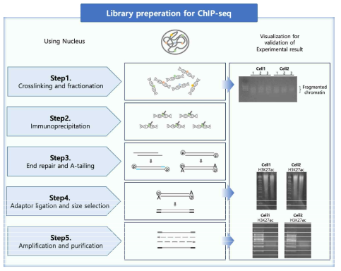 ChIP-seq library 생산 과정 및 결과