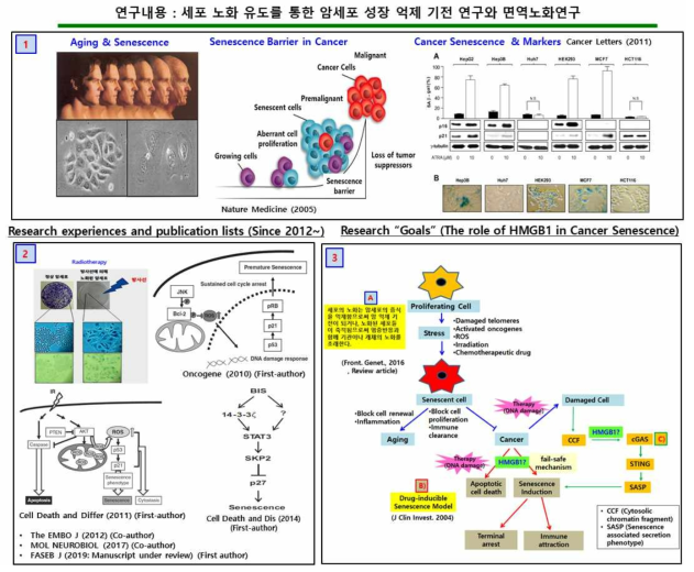 1; 세포의 노화는 암세포의 증식을 억제함으로서 암 억제기전이 되거나, 노화된 세포들이 축적됨으로써 염증반응과 함께 기관이나 개체의 노화를 초래함. 노화마커: p21, p16, SA-ß gal (Senescence associated ß galacotsidase). 2; 방사선조사나 세포 내/외부 자극들에 의해 세포의 조기노화가 일어남. 3; A. 여러 가지 내/외부 스트레스에 의해 세포의 노화가 유도됨. B. DNA-damage agent에 의해, fail-safe 기전으로 빠르게 세포사멸이나 세포 노화로 빠지게 됨. 하지만 이 후에 세포가 왜 각각 노화나 세포사멸로 들어서게 되는지에 관한 이유는 잘 알려져 있지 않음. C. 암으로부터 유래된 CCF가 암세포 내에서 cGAS-STING-SASP 기전을 통해 노화를 유도한다는 보고가 있으며(2), HMGB1이 cGAS 신호전달과정을 촉진한다는 보고가 있음(3). 노화세포로 인한 종양세포증식의 억제와 면역세포의 유인은 개체에게 장점으로 작용될 수 있음(4)