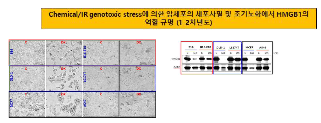 암세포(B16 vs B16-F10 (mouse melanoma cells), DLD-1 vs LS174T (human colon cancer cells), MCF7 (human breast cancer cells) vs A549 (human lung cancer cells)) 에 항암제인 Doxorubicin(DX)을 7일 동안 처리했을 때, 전이성이 약한 암세포(B16, DLD-1, MCF7)는 HMGB1의 단백질 발현이 줄어듦과 동시에 세포사멸로 유도되는 반면, 전이성이 상대적으로 강한 암세포는 HMGB1의 발현이 유지가 되면서 노화로 유도되는 것을 확인함