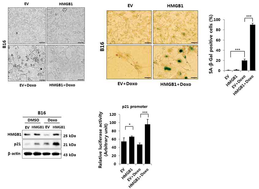 3일 동안 Doxo 처리 시 세포사멸로 유도되었던 B16 세포에 HMGB1을 과발현 시켰을 때, p21의 프로모터의 활성과 단백질 발현이 둘 다 증가되는 것을 확인함