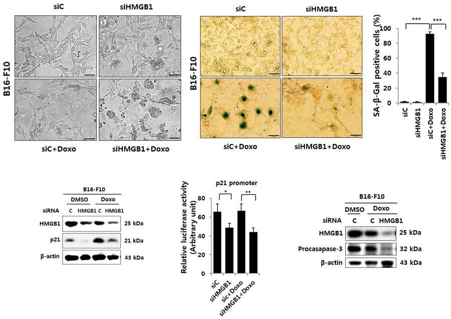 HMGB1의 역할을 알아보고자 HMGB1의 발현을 억제했을 때, 3일 동안 Doxo 처리 시 노화로 유도되었던 B16-F10세포가 p21의 활성과 단백질 발현이 같이 억제됨과 동시에, caspase3의 활성도가 증가하면서 세포사멸로 전환되는 현상을 발견함